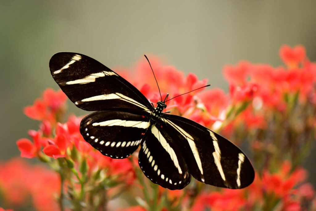 Zebra longwing butterfly on flower