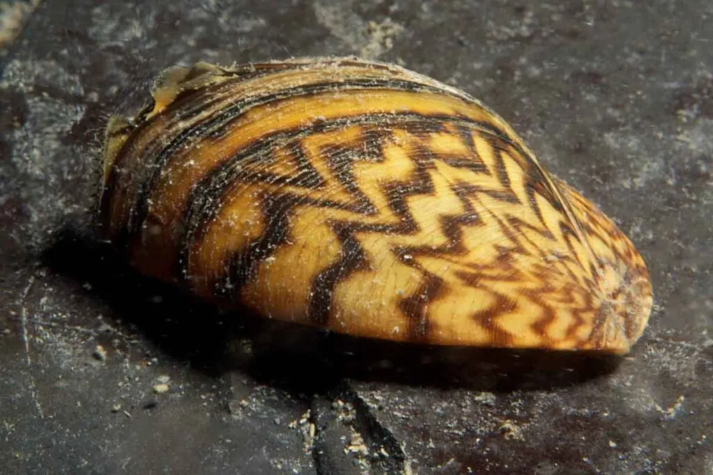 Zebra mussel closeup