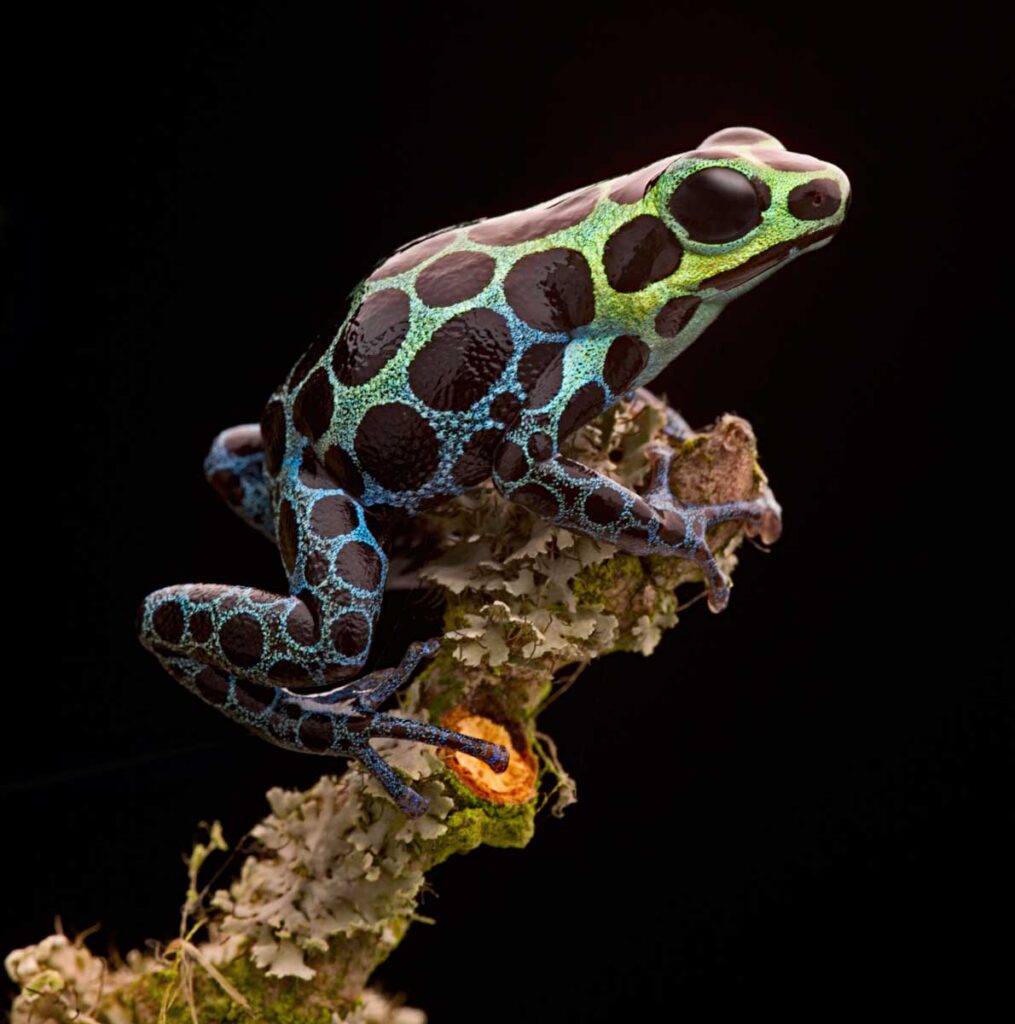 Zimmerman’s poison frogs are among the most beautiful animals that start with Z