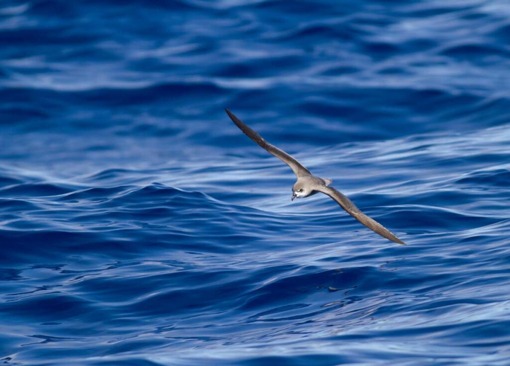Zino's petrel bird flying over sea