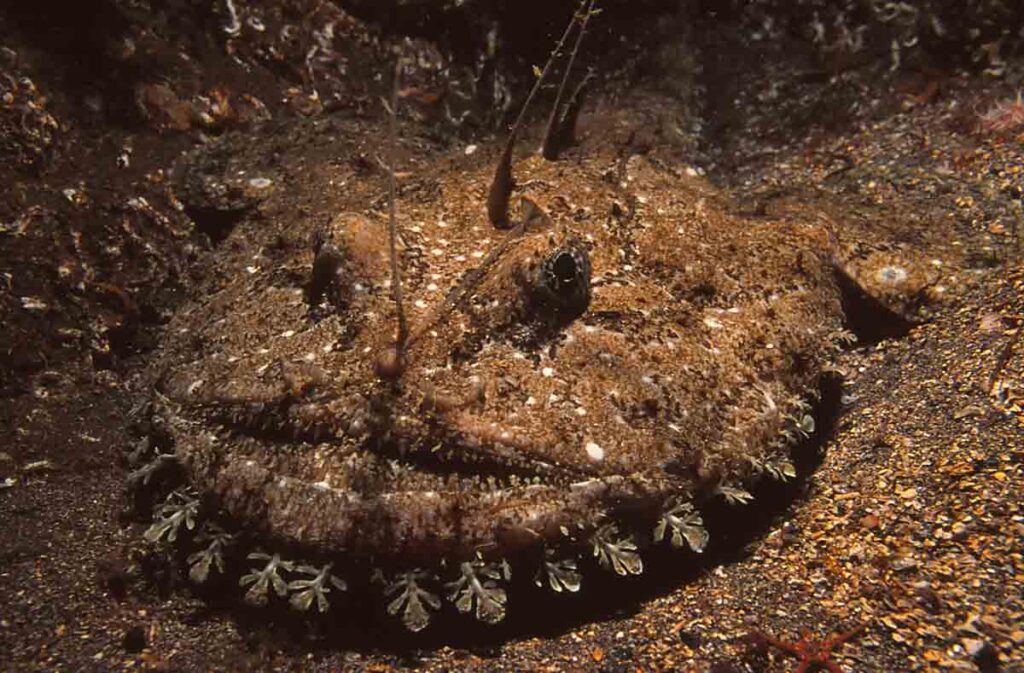 Angler fish (also known as monkfish) camouflaged on sandy sea bed