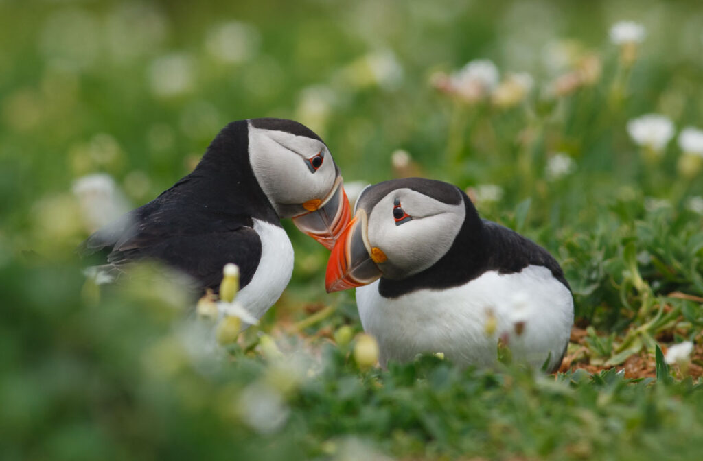 A pair of Puffins (Fratercula Artica) courtship bonding in flowers