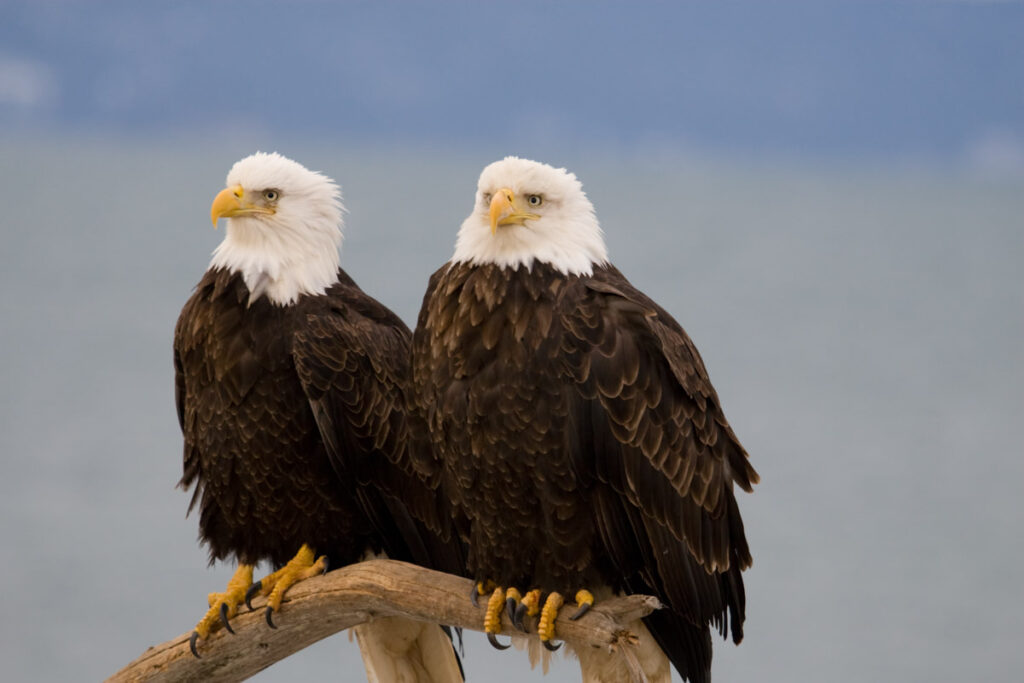Bald eagles on a Perch