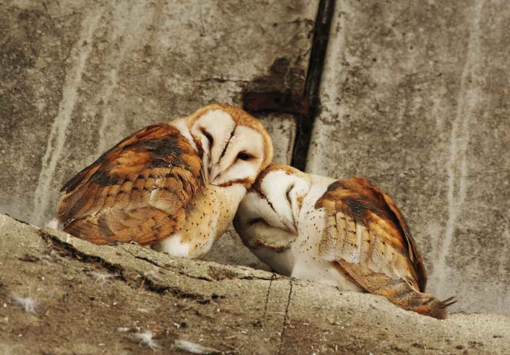a pair of barn owl