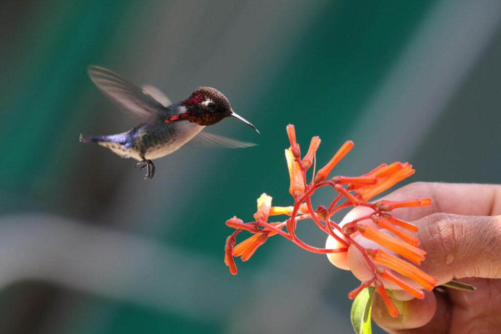 The smallest bird in the world, Bee Hummingbird , drinks nectar from a plant held by a person.