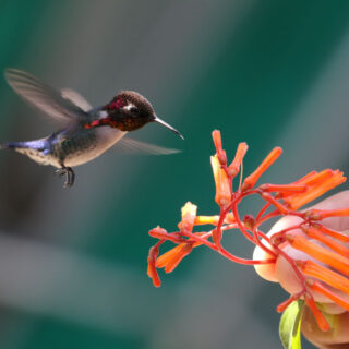The smallest bird in the world, Bee Hummingbird , drinks nectar from a plant held by a person.