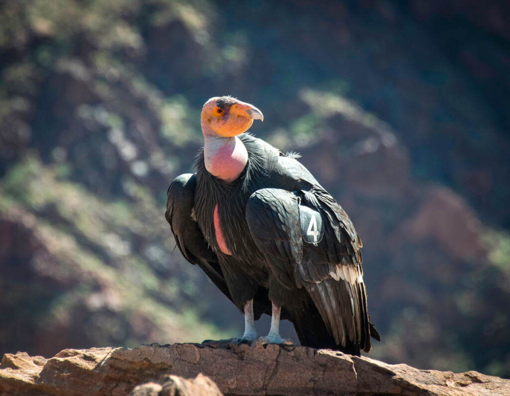 California Condor sunning itself