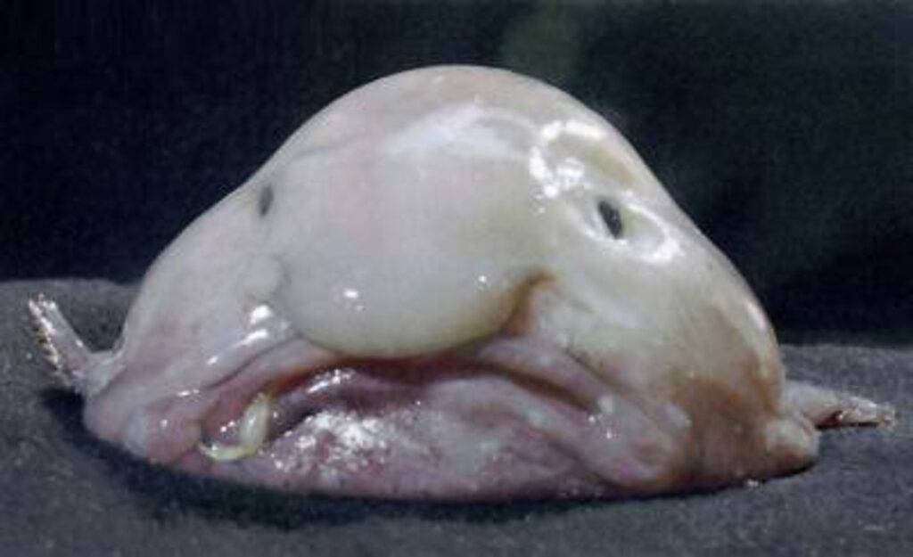 Blobfish is definitely the ugliest animal in the world