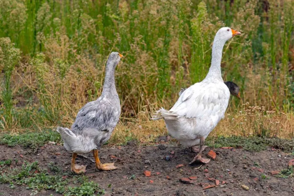 Pair of Geese walking