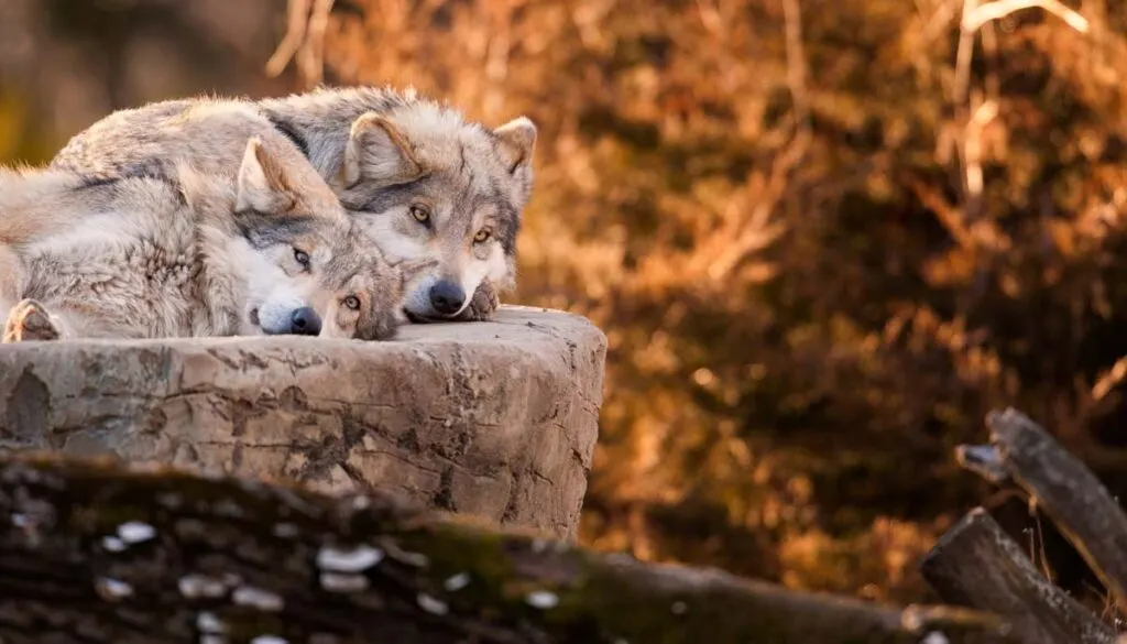 Wolves are among the animals that mate for life