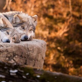 Pair of gray wolves (Canis lupus)