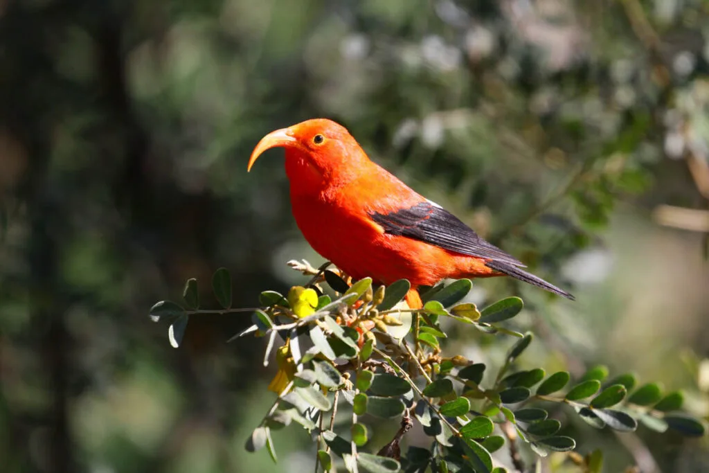 Scarlet honeycreeper or ʻiʻiwi bird perched on branch