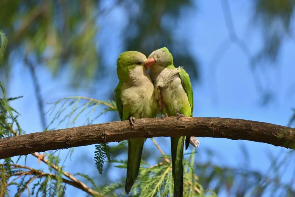 A pair of monk parakeet (myiopsitta monachus) arguing in a tree