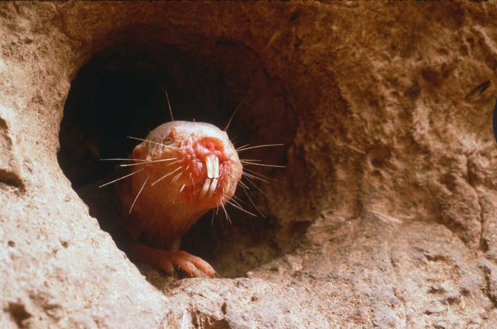 Naked mole-rat guarding underground tunnel