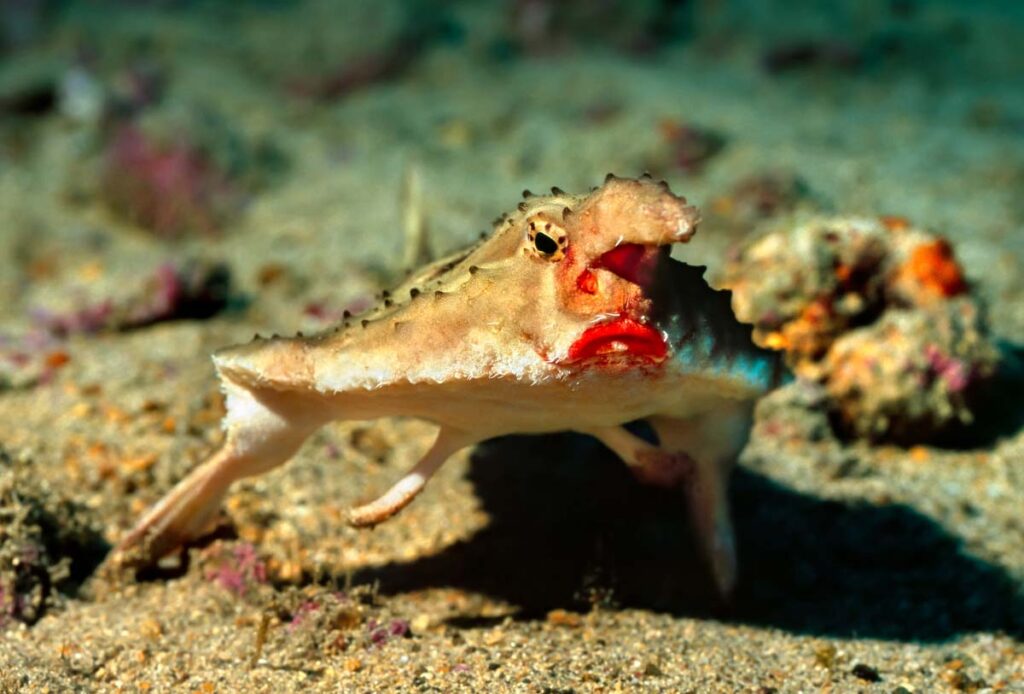 The red-lipped batfish (Ogcocephalus darwini) is a fish of unusual morphology
