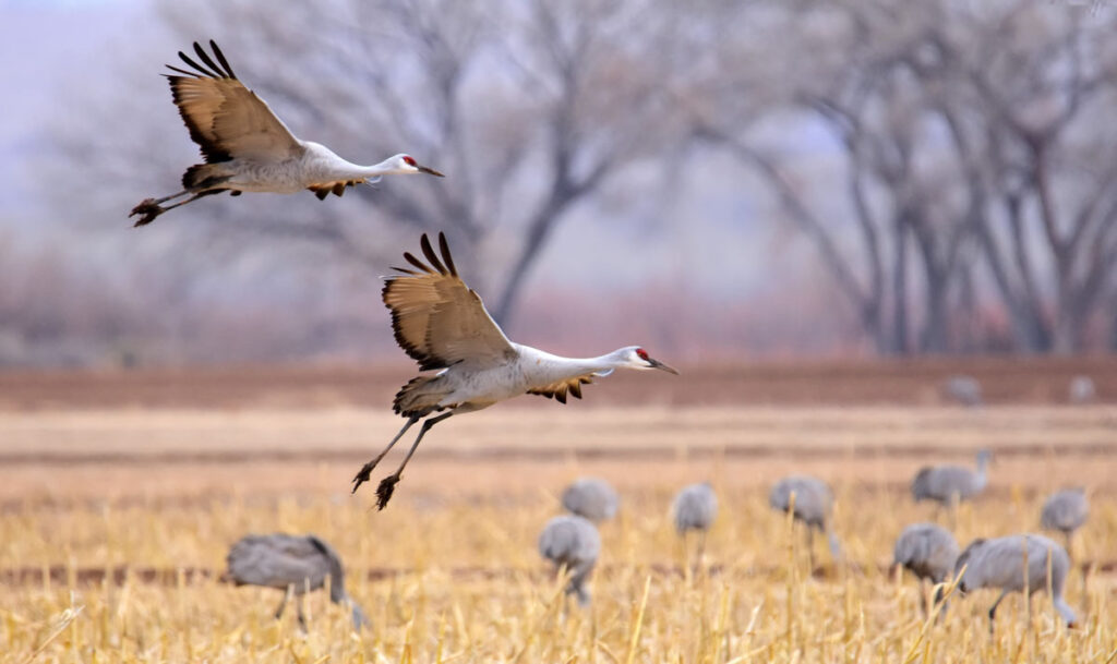 A pair of sandhill cranes flying together