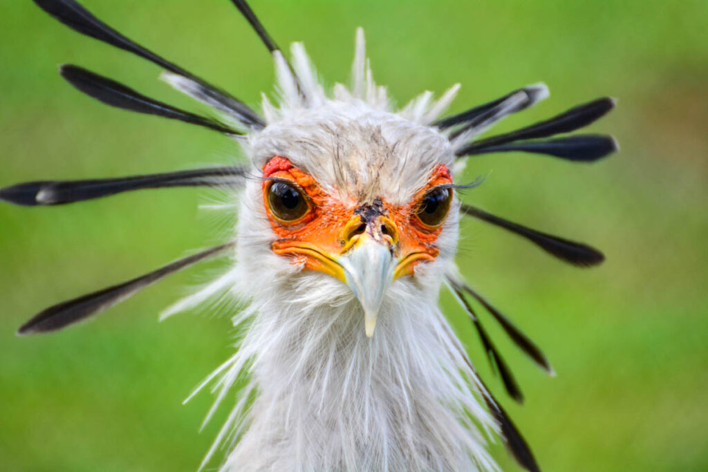 The secretary bird is one of the weirdest birds in the world!