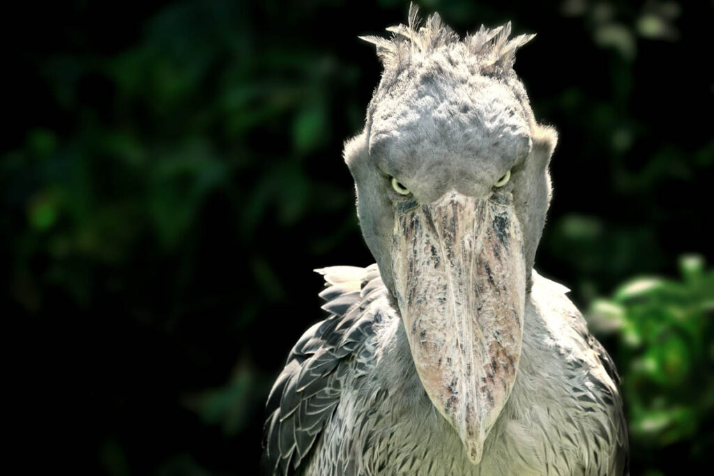Shoebill storks are really weird birds!
