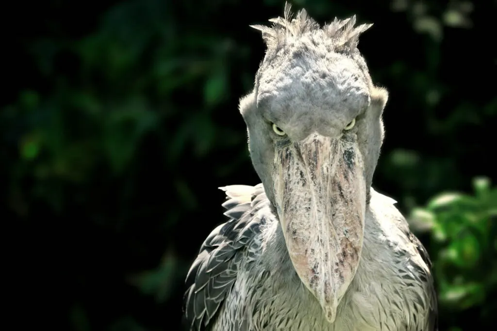 Shoebill storks are really weird birds!