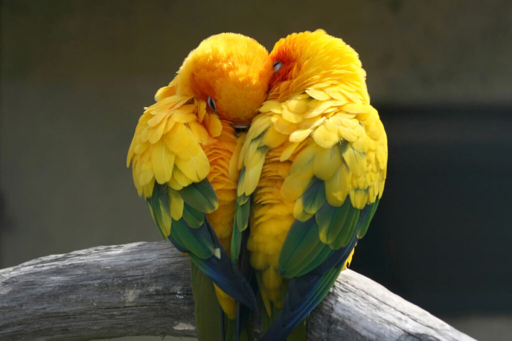 Pair of sun parakeets or conures cuddling