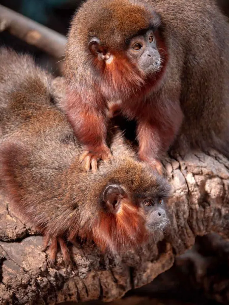 A red titi monkey grooming another