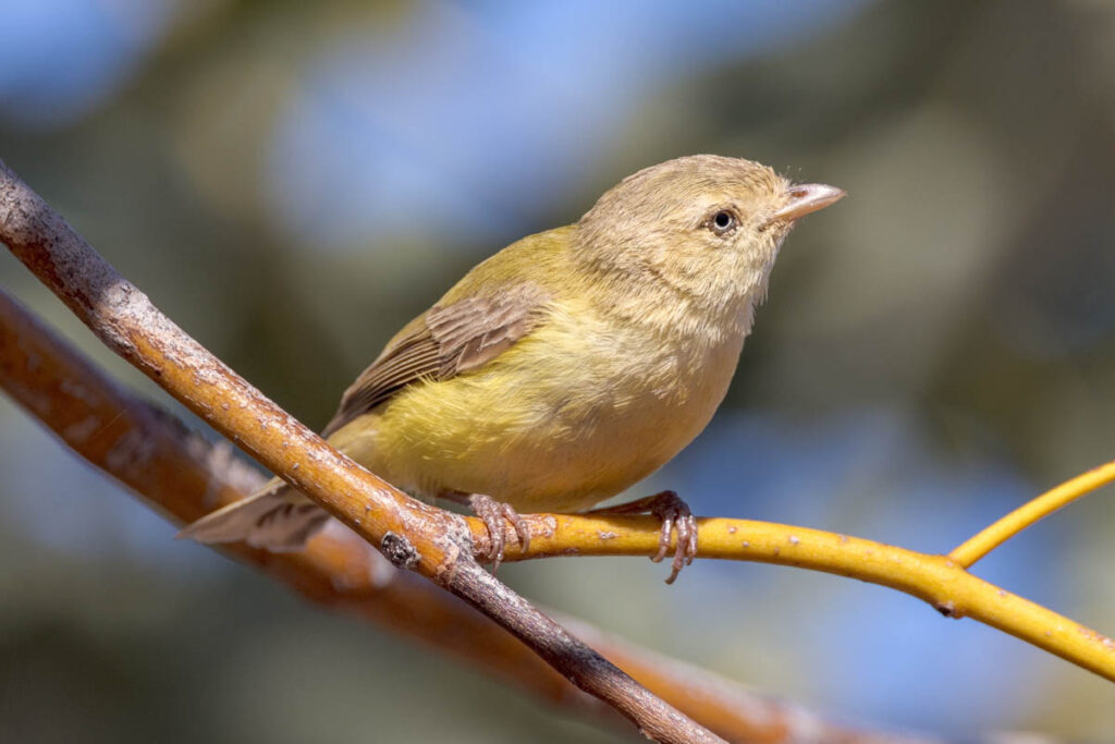 Australia's Smallest Bird, the Weebill