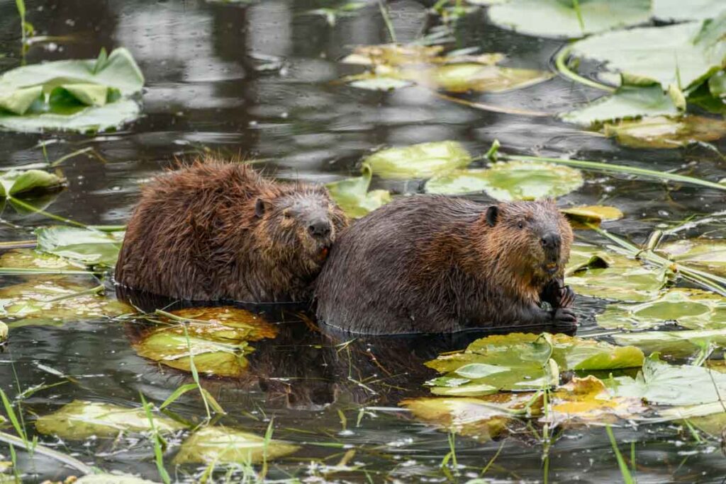 A pair of wild beavers in a pond of lily pads