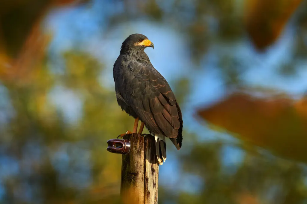 Zone-tailed Hawk on wooden pole