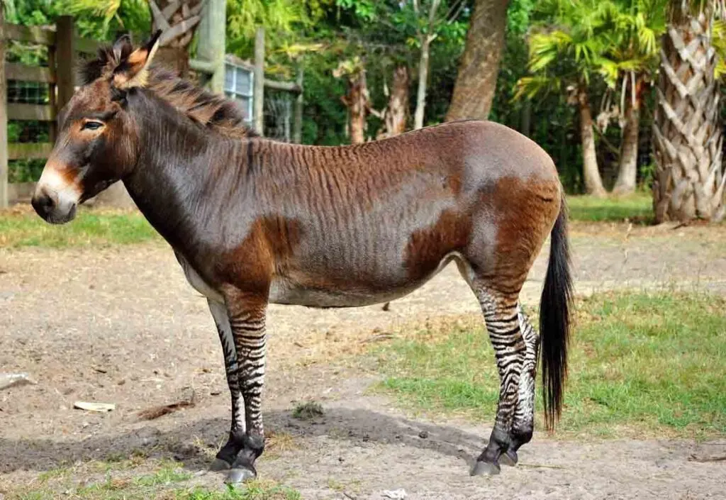 Zonkey is a cross between a zebra and a donkey