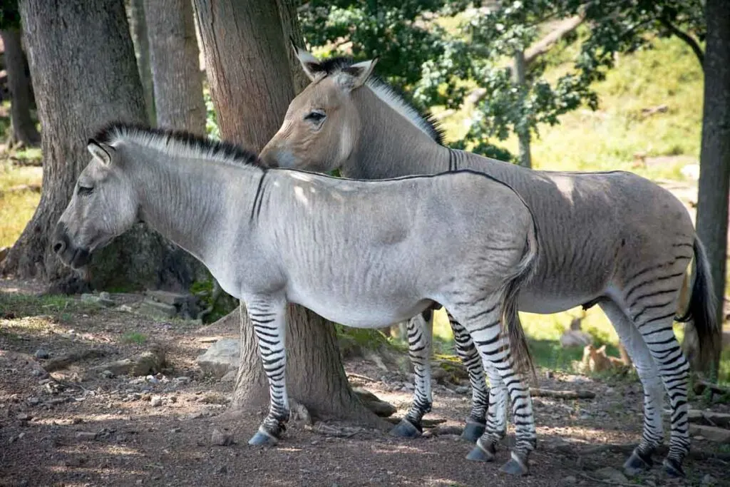 Zorse is a cross between a zebra and a horse