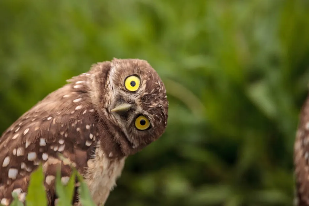 Funny Burrowing owl tilts its head outside its burrow