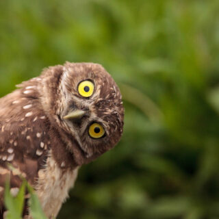 Funny Burrowing owl tilts its head outside its burrow