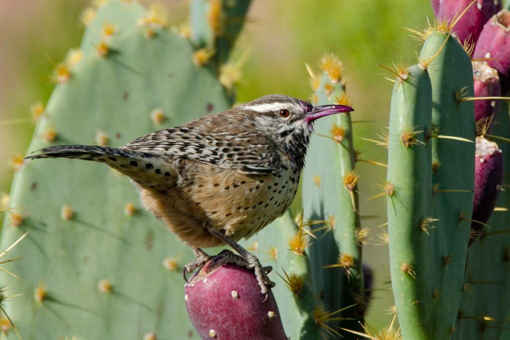 Cactus Wren perched on a prickly pear cactus fruit
