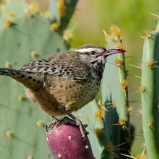Cactus Wren perched on a prickly pear cactus fruit