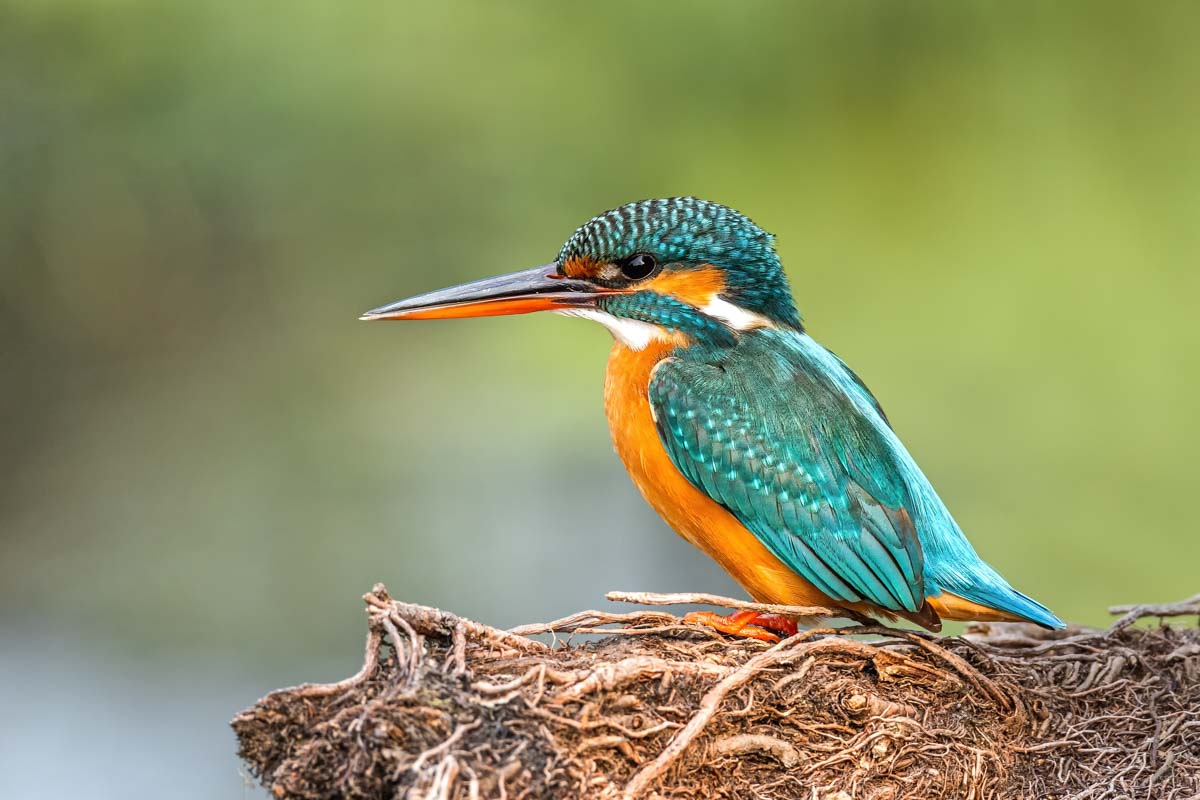 Common Kingfisher bird (Alcedo atthis) perched on a tree