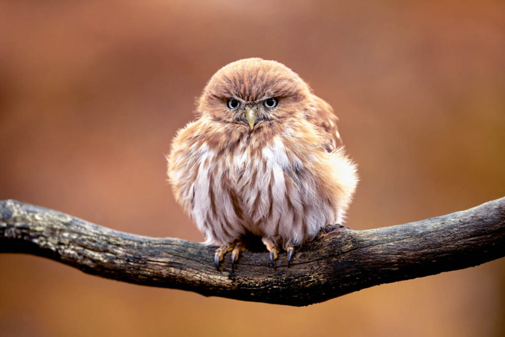 Ferruginous pygmy owl sitting on a branch