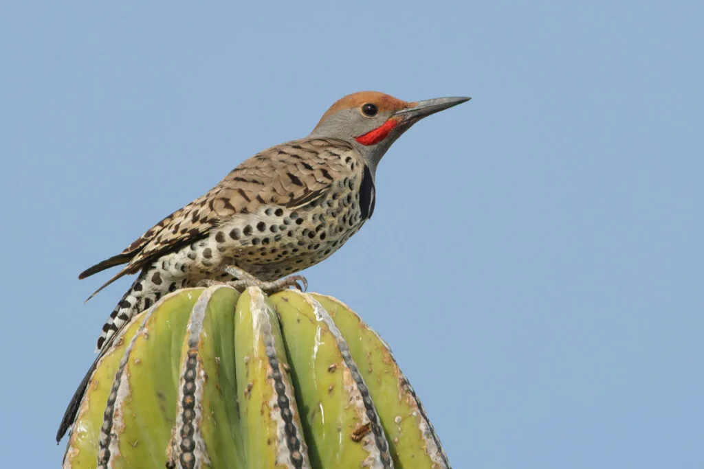 Adult male Gila Woodpecker (Melanerpes uropygialis) sitting on top of a cactus