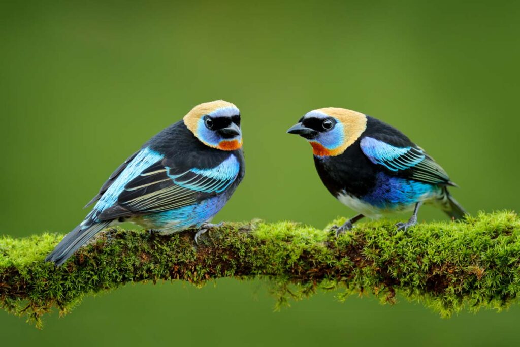 Two Golden-hooded Tanagers birds