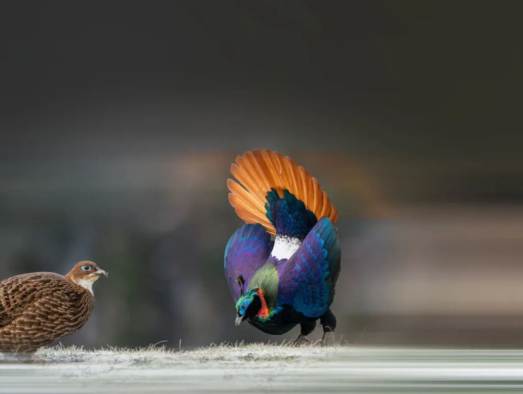 Pair of Himalayan monal pheasants birds