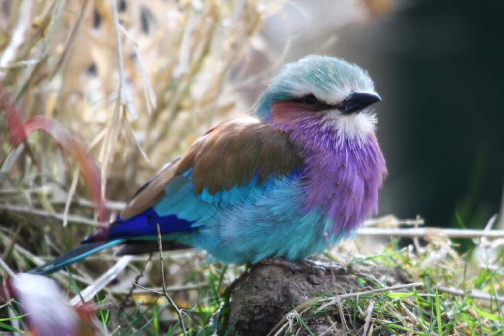 Lilac-breasted roller, a small bird
