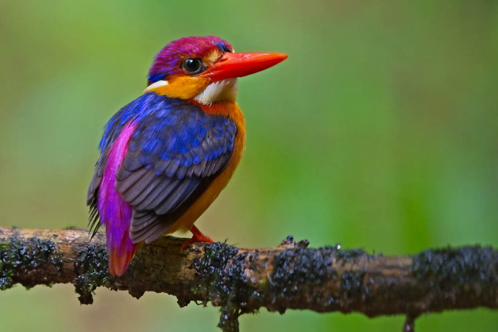 Oriental Dwarf Kingfisher is one of the most colorful birds found in India