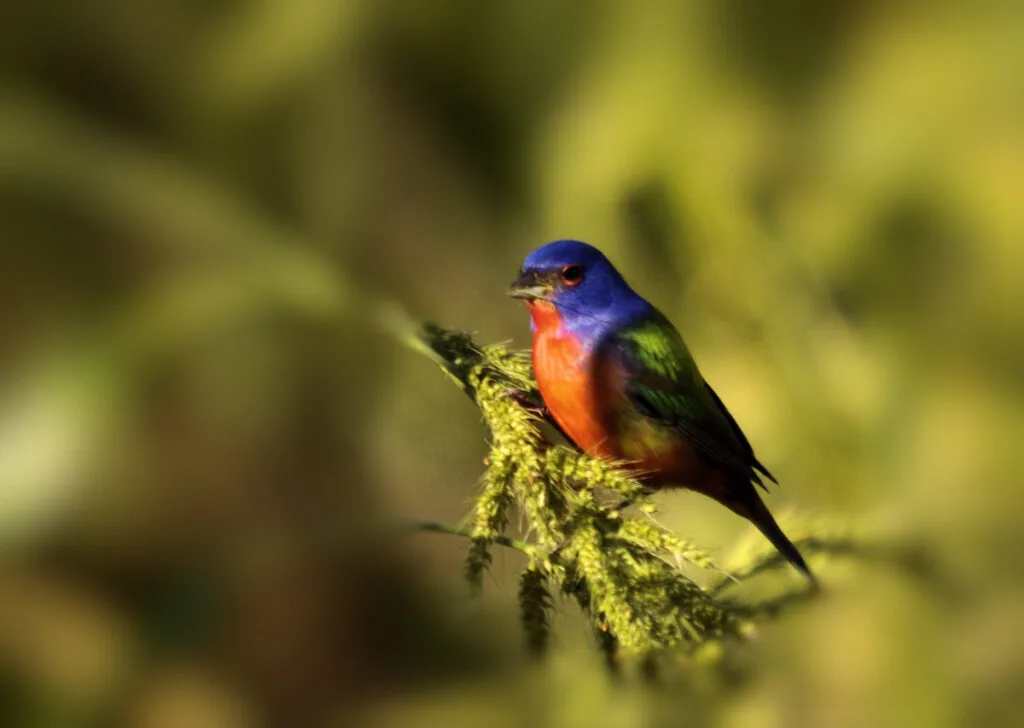 Painted bunting male bird sitting on branch
