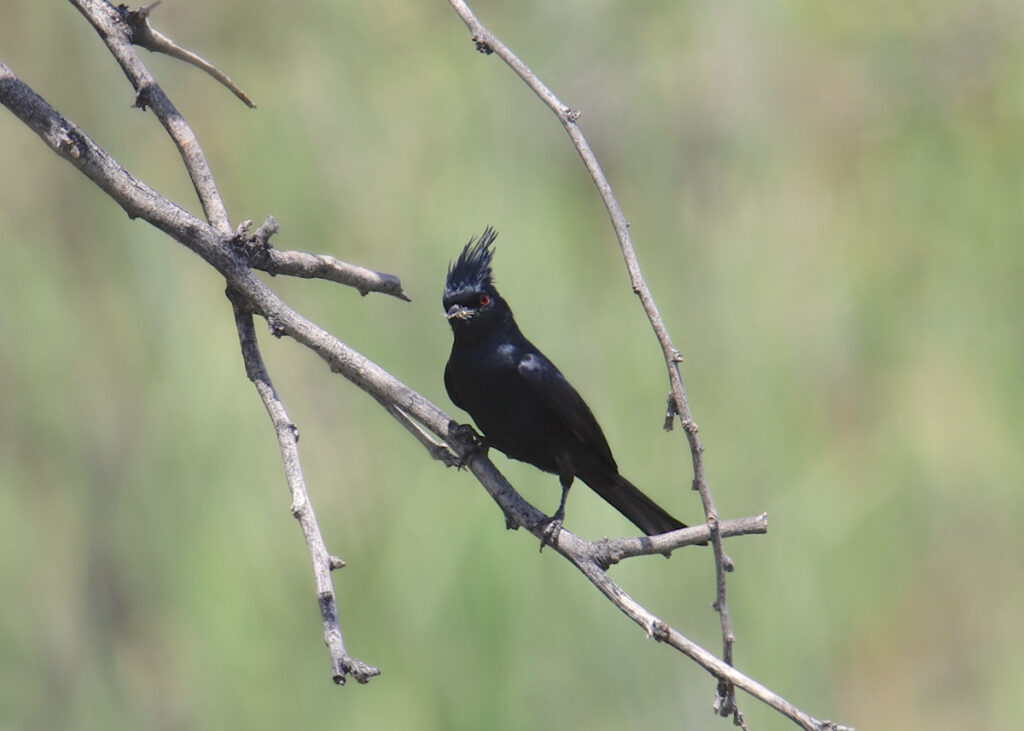 Phainopepla (male) (phainopepla nitens) with an insect in it's beak