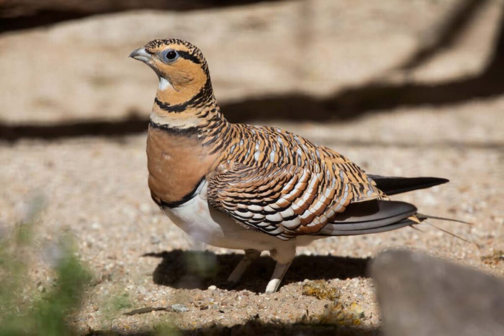 Pin-tailed sandgrouse (Pterocles alchata)