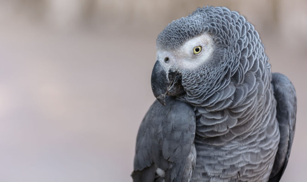 African Grey Parrot closeup