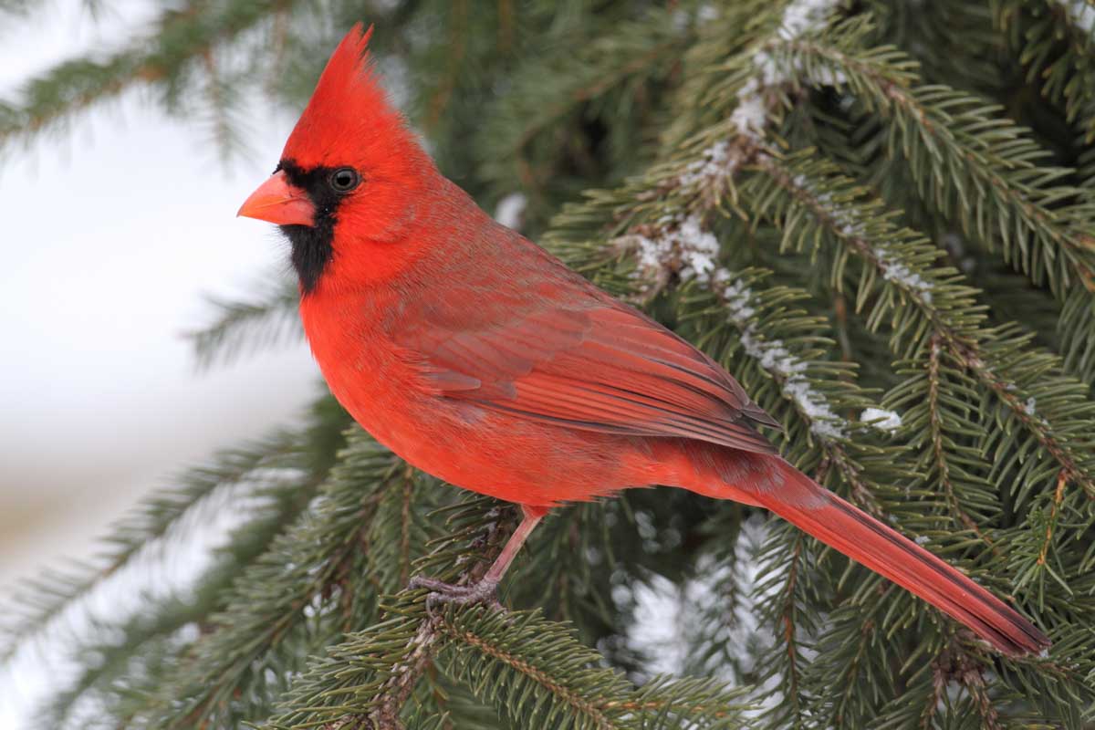 Male Northern Cardinal (cardinalis cardinalis) on a branch covered with snow