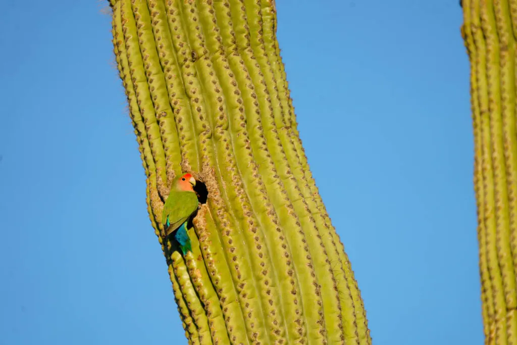 Rosy-faced Lovebird on a Cactus