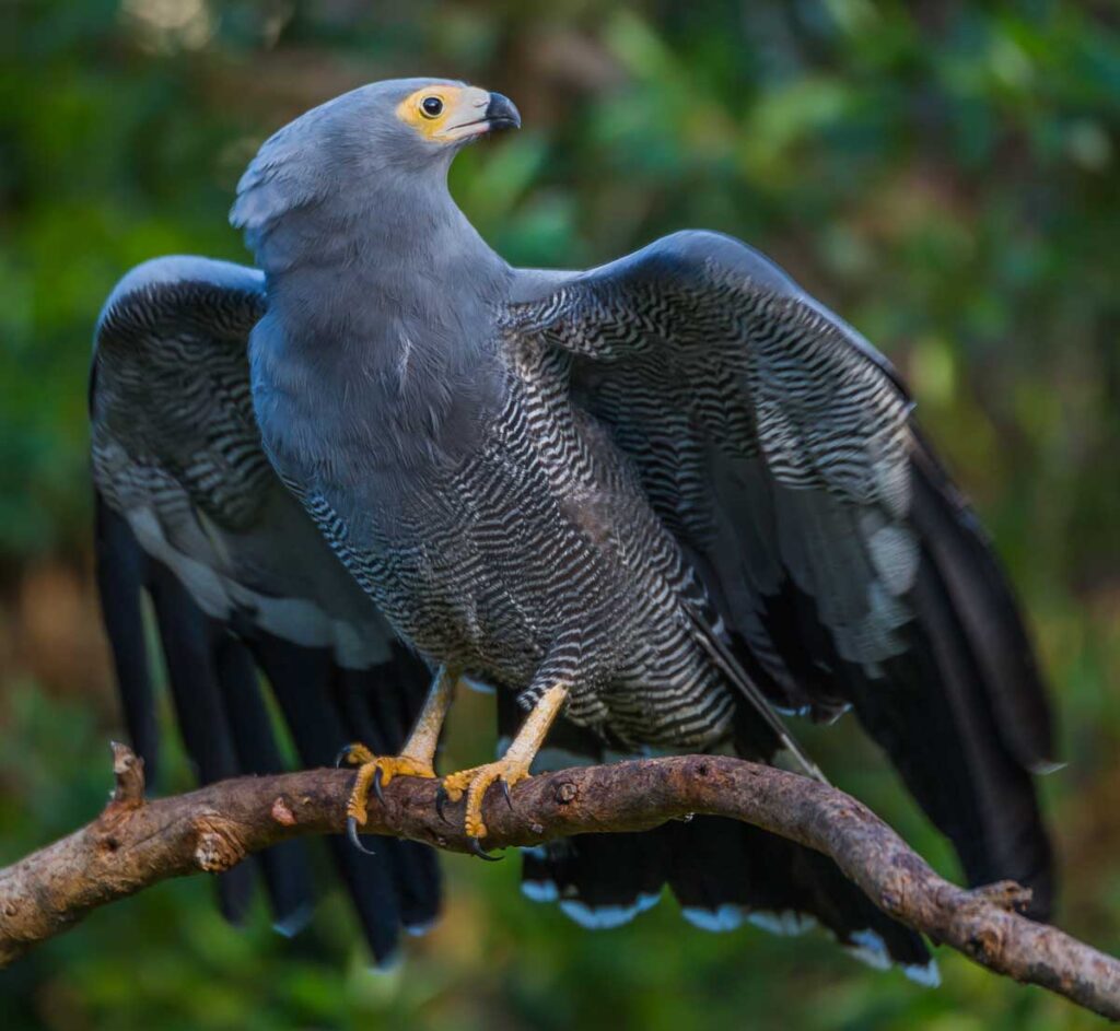 African Harrier Hawk perched on a wooden branch about to fly off