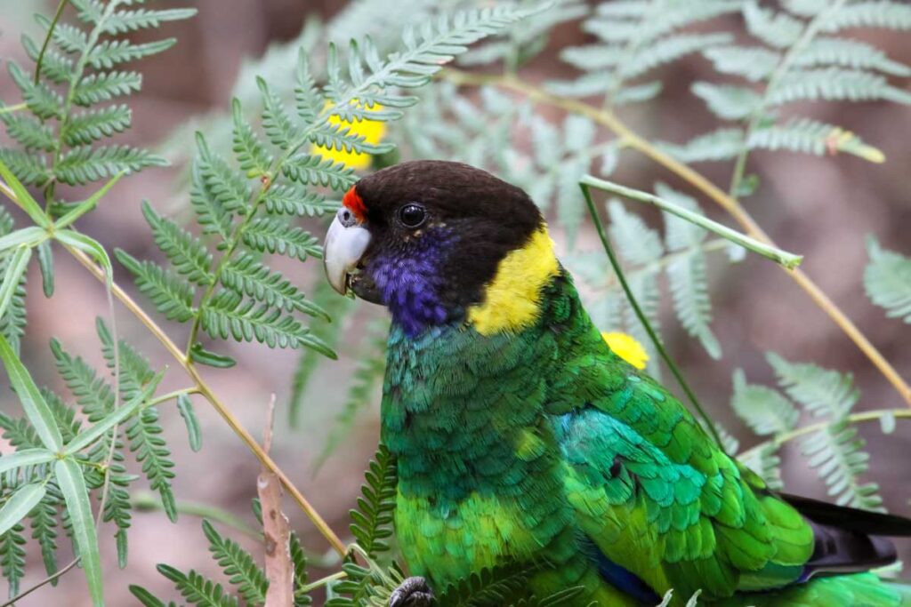 Close up of an Australian ringneck parrot