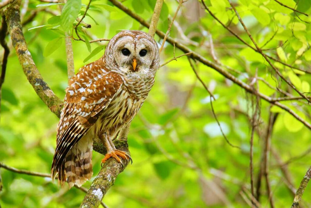 Barred owl (Strix varia) sitting on a tree